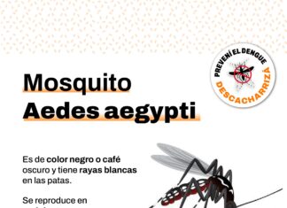 Dengue: lo que hay que saber acerca de la transmisión y síntomas