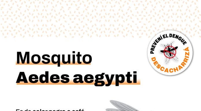 Dengue: lo que hay que saber acerca de la transmisión y síntomas