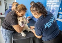 Zoonosis Brown llegó con un punto fijo de castración a Glew