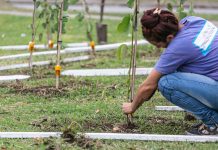 Brown fortalece su perfil como pulmón verde con un gran operativo de forestación en el Parque Don Orione