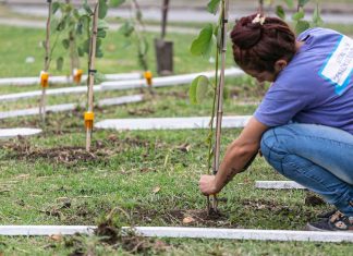 Brown fortalece su perfil como pulmón verde con un gran operativo de forestación en el Parque Don Orione