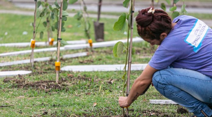 Brown fortalece su perfil como pulmón verde con un gran operativo de forestación en el Parque Don Orione